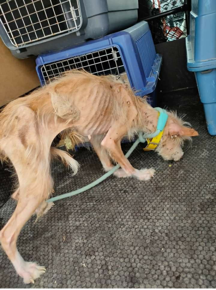 Andrea94748955's tweet image. Hoyo de Manzanares, Madrid . Esta perrita ha sido rescatada en estas condiciones, por la protectora Arat Adopta. Por supuesto, no tiene chip. 
Cada vez más abandono, cada vez más maltrato ante la indiferencia de las Administraciones y de los políticos. 
#prisiónmaltratoanimal
