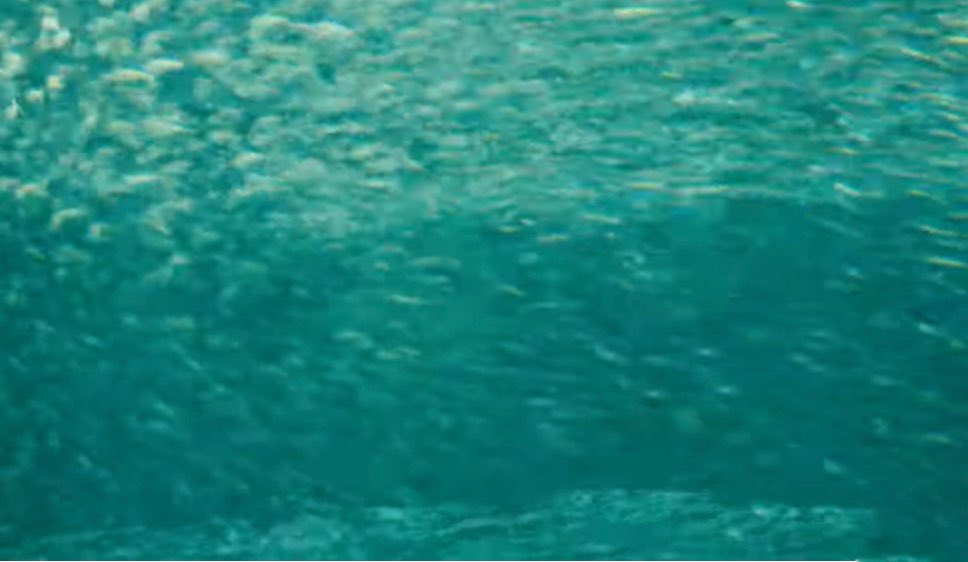 PrimaryCinema's tweet image. New MacOS Monterey desktop backgrounds just leaked. #macOS12 #WWDC21  #AppleEvent