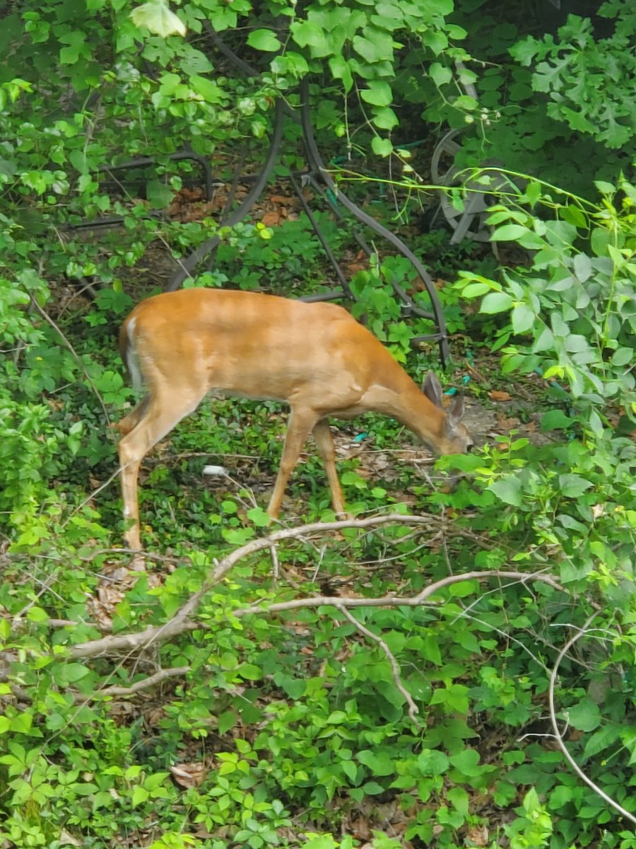 Wolfsythen's tweet photo. A friend visited today #deer #wildlifefrommywindow https://t.co/OCbEyuYZjO