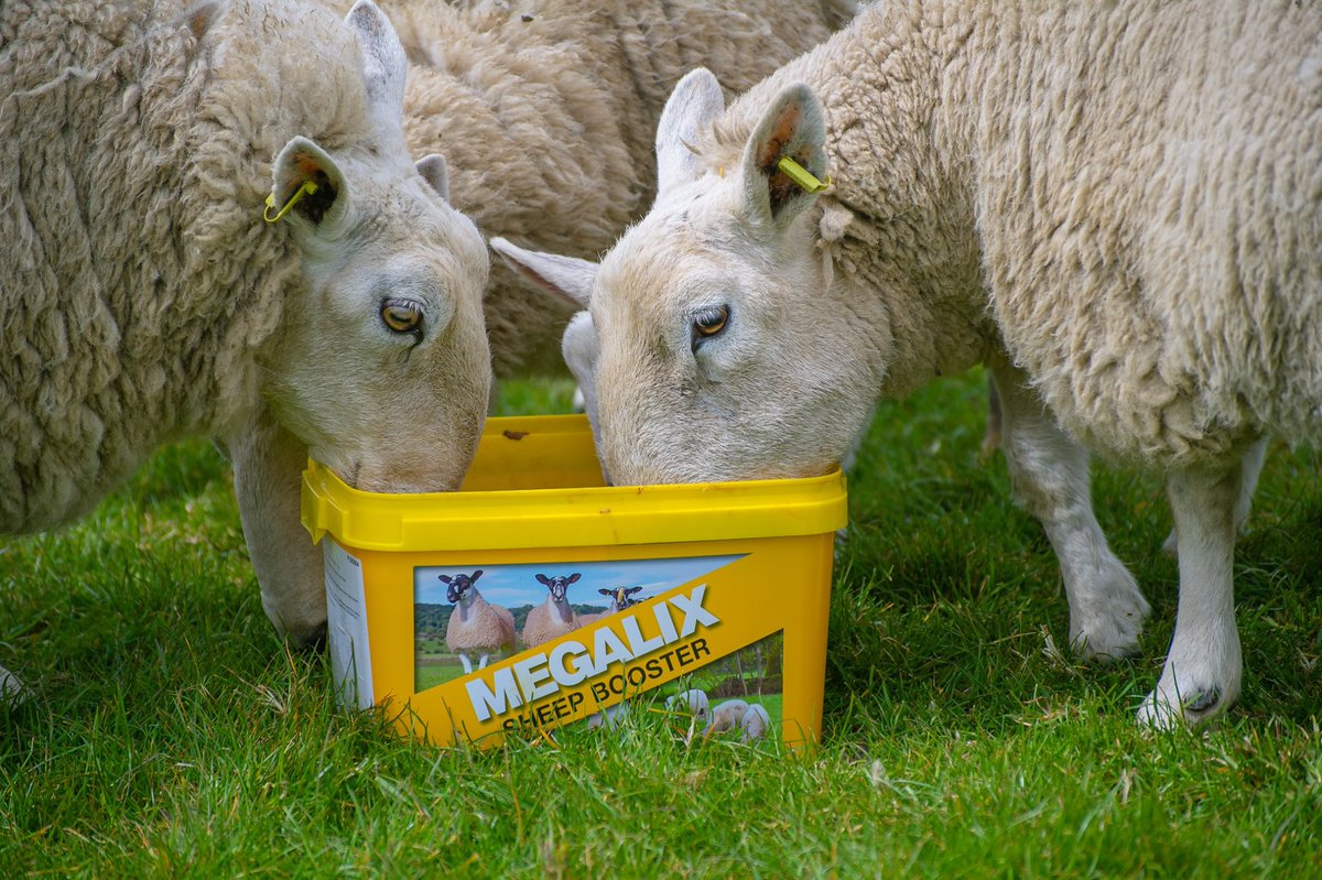 Scotmin Nutrition tweet media