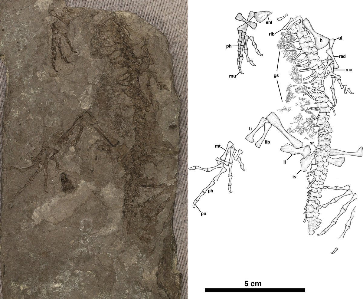 MannArjan's tweet photo. New Paper alert with @Tom_Dudgeon !!!!  presenting to you the earliest known scansorial (climbing) amniote Anthracodromeus longipes, from the Carboniferous swamps of Linton, Ohio. 
Full article here: 
https://t.co/F9yCnPY6kA https://t.co/O2G3jHtbfe