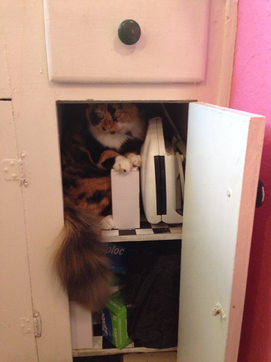 beauhemian2's tweet image. Hide and Seek! ⁦@catsofinstagram⁩ #calico #crazycosmo #spyskills