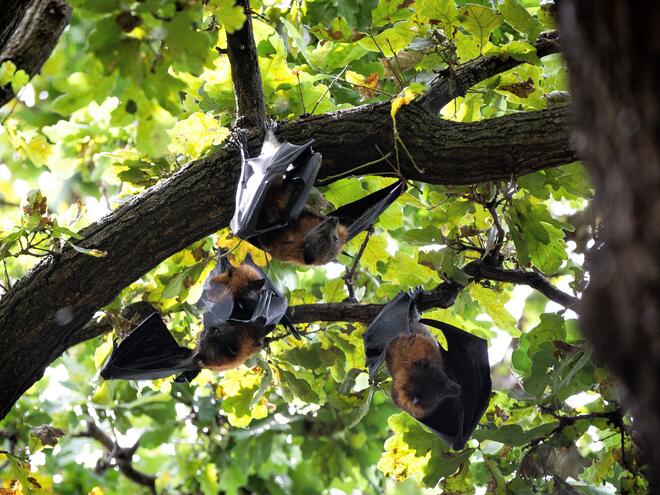 A successful trial of an atmospheric cooling system for flying foxes in Australia has given hope to researchers working to prevent the vulnerable species from dying and suffering in the country’s extreme heat.

hubs.ly/H0Nw1-W0

#maropostcares #climatechange #environment
