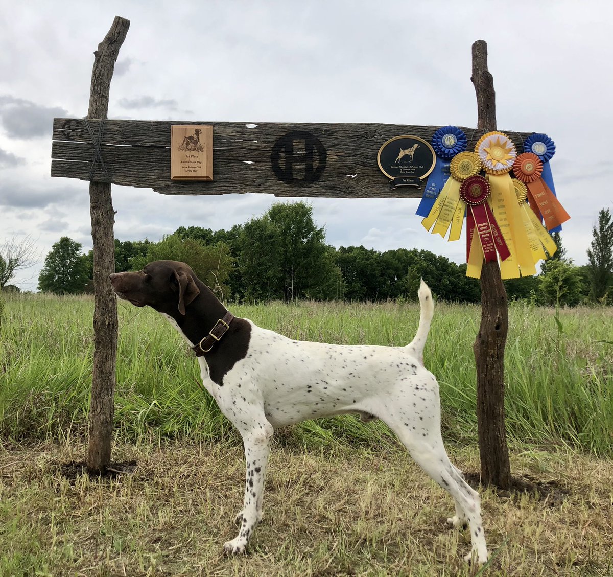 circlehbirddog's tweet photo. FC Circle H’s Tru Grit
#circlehgundogs https://t.co/thLN3tZHM3