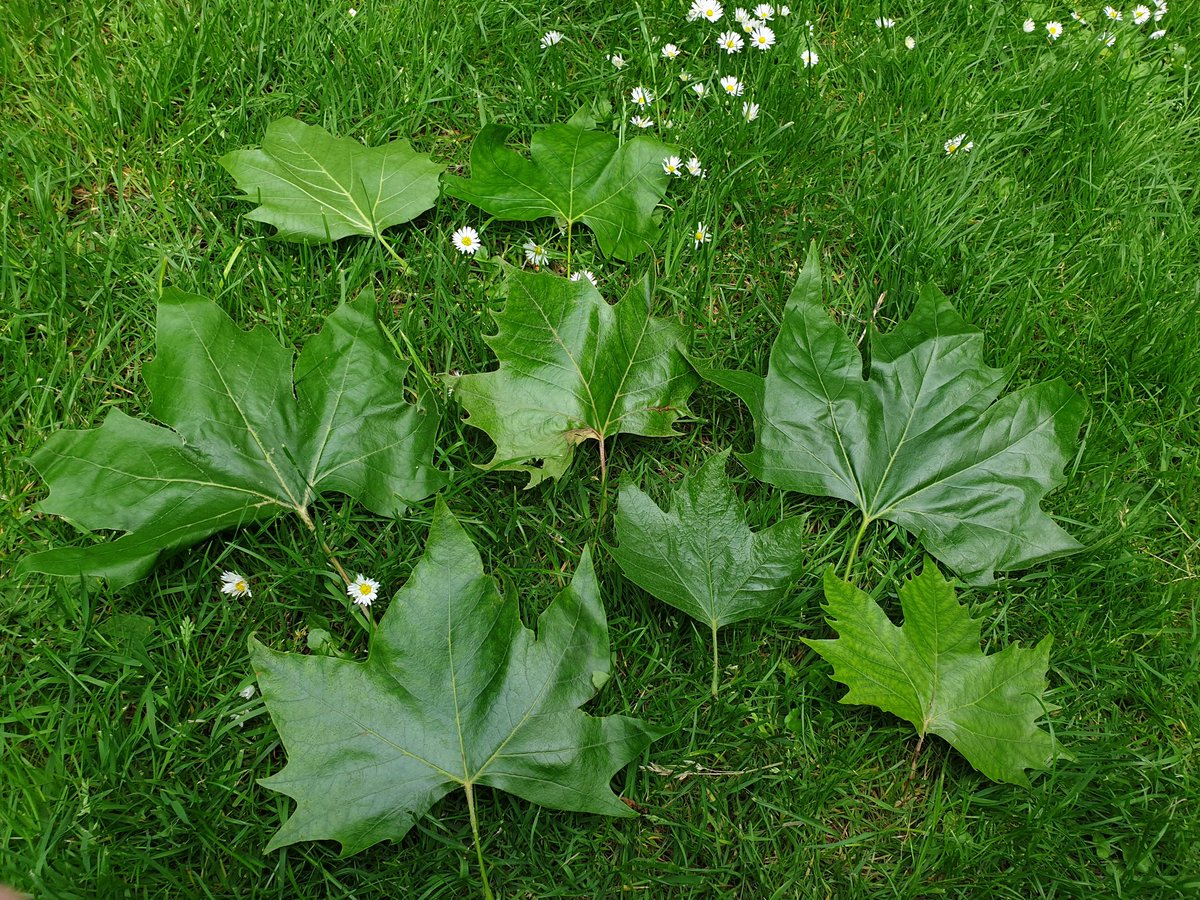 Fun and challenging afternoon trying to identify London plane cultivars in Hyde, Green and St James's Parks.

Made even more challenging by natural leaf variation amongst similar cultivars and even in different parts of the same tree!!