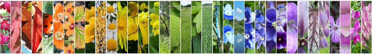 For the first seven days of #30dayswild, I decided to collect a rainbow of colours. Starting with red on the 1st June and looking for five examples of each colour, each day. 
Mostly seen on my walks but with a few flowers and leaves from the garden 🌈👇