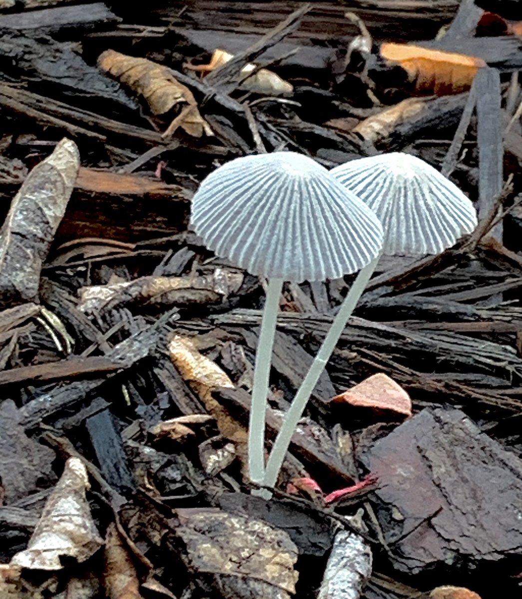 These Coprinaceae (Brittlestems) were everywhere after last night’s rain. (Do not to eat these!) There are over 75,000 scientifically identified species of #fungi . Check out the underside with a #microscope  #NaturePhotography #NatureLovers