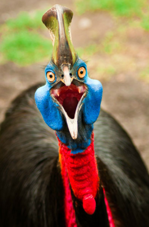 AndreaaCW's tweet image. Birds that don&apos;t seem like they could exist and yet roam the same planet that you are on right now