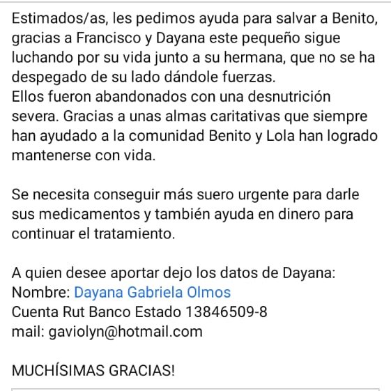 loonanueva's tweet photo. él es Benito, fue abandonado junto a su hermana en terribles condiciones, a tal punto que a llegamos a darlo por muerto. milagrosamente, después de que lo acogiera un vet, sigue con nosotres:,)
necesitamos aportes para su tratamiento, ha luchado mucho y no podemos soltarlo ahora https://t.co/zUZcwZnU2g