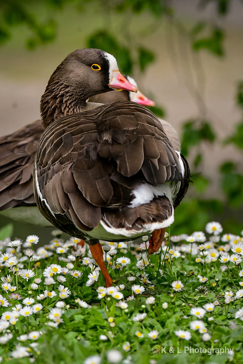 A lesser white - fronted goose.