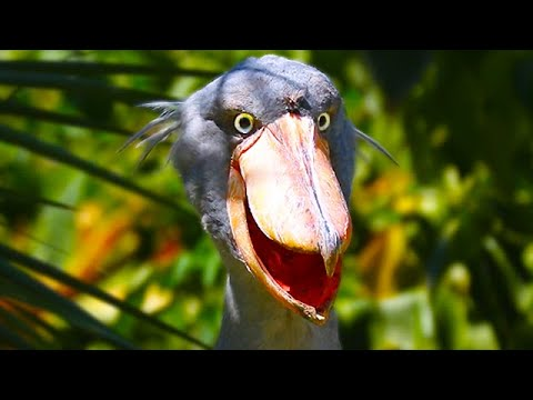 AndreaaCW's tweet image. Birds that don&apos;t seem like they could exist and yet roam the same planet that you are on right now