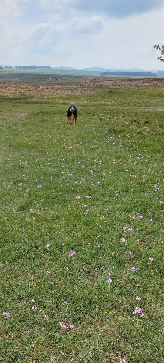 SteveTrotter1's tweet photo. #30DaysWild #Day7 Brilliant walk with local farmers near #Orton #Cumbria to see their #meadow #restoration project Inspiring #RestorativeFarming & #NatureRecovery in action. Also shown this rare species..opposite-leaved pondweed & sheets of birds-eye primrose & a lapwing nest Wow https://t.co/FbjGli9Tjl