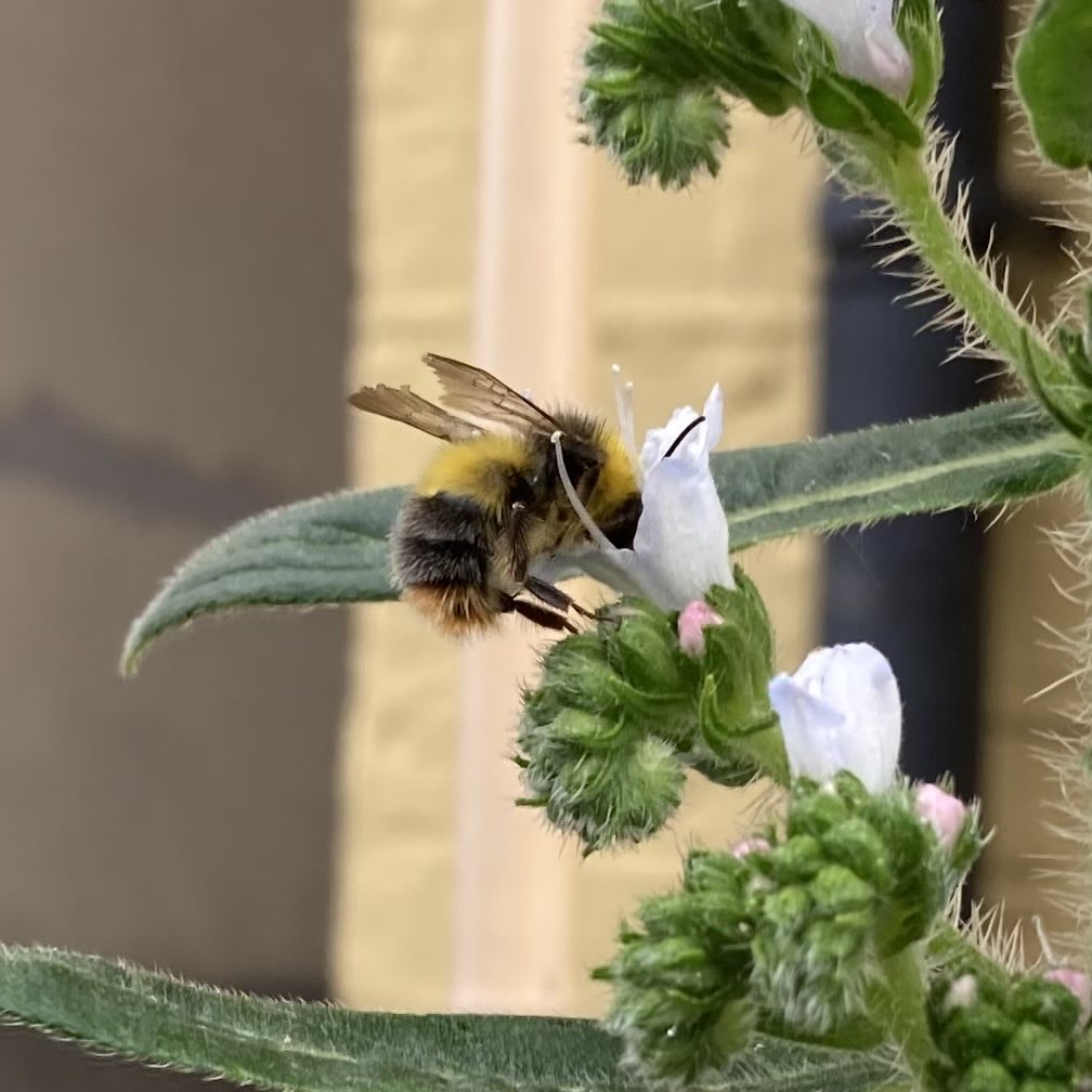 LambethHortUK's tweet photo. Bee on the echium pininana https://t.co/ErCY4MJtGd