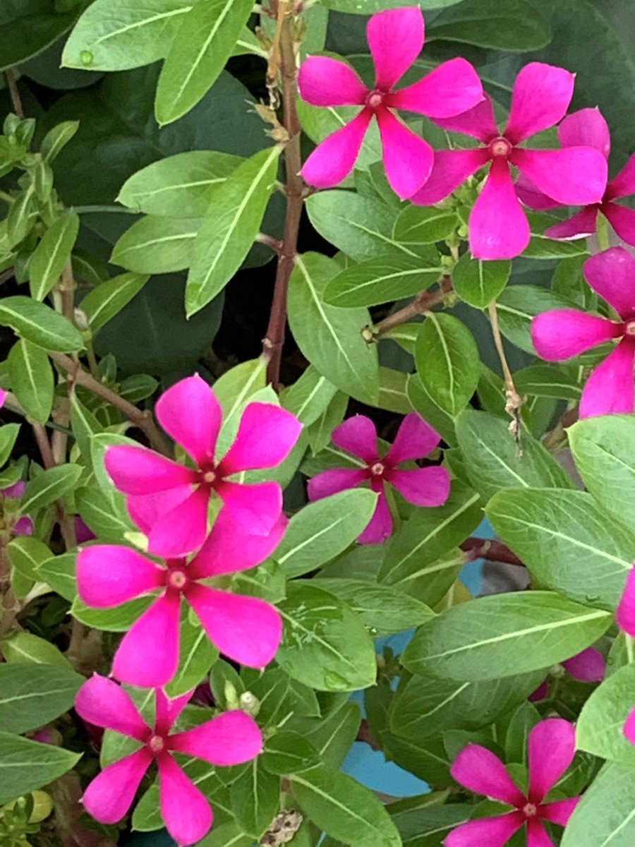After the rainfall, these #Madagascar #periwrinkles were standouts because of their color. It is also called #vinca. #Flowers #rain