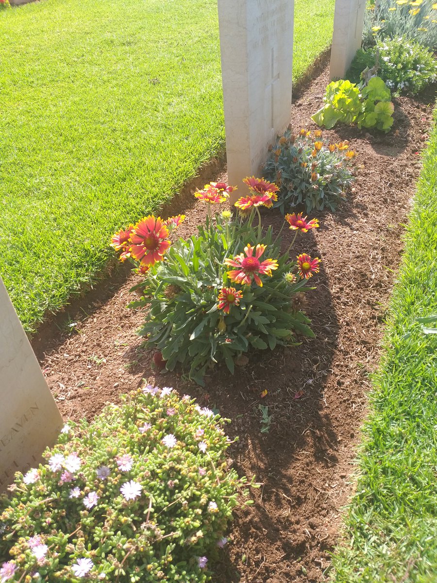phaleron1964's tweet photo. Deadheading gailardia @CWGC Phaleron war Cemetery #OurWorkContinues https://t.co/7pF5IK3tkr