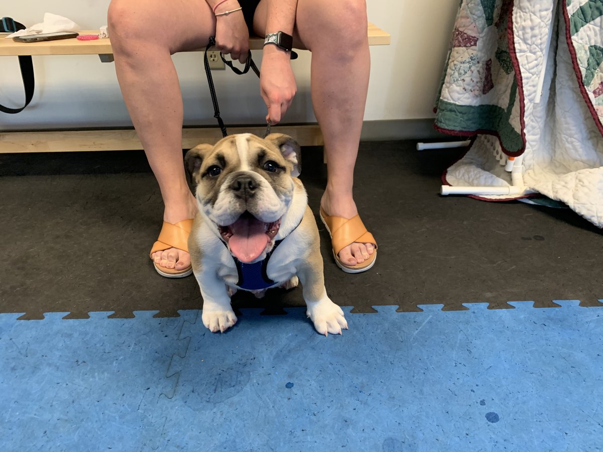 brooksidepet's tweet image. Couldn’t let this gentlemen escape a picture in our rock star pup names. He is Freddie , named after Freddie Mercury.