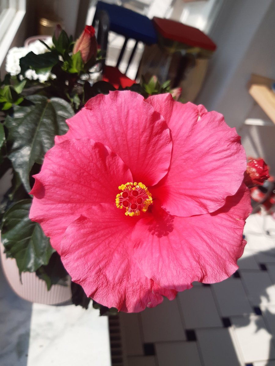 SAzadi91's tweet photo. @alohanicole13 soooo schön🥰🥰 https://t.co/RGkjyO6hS4