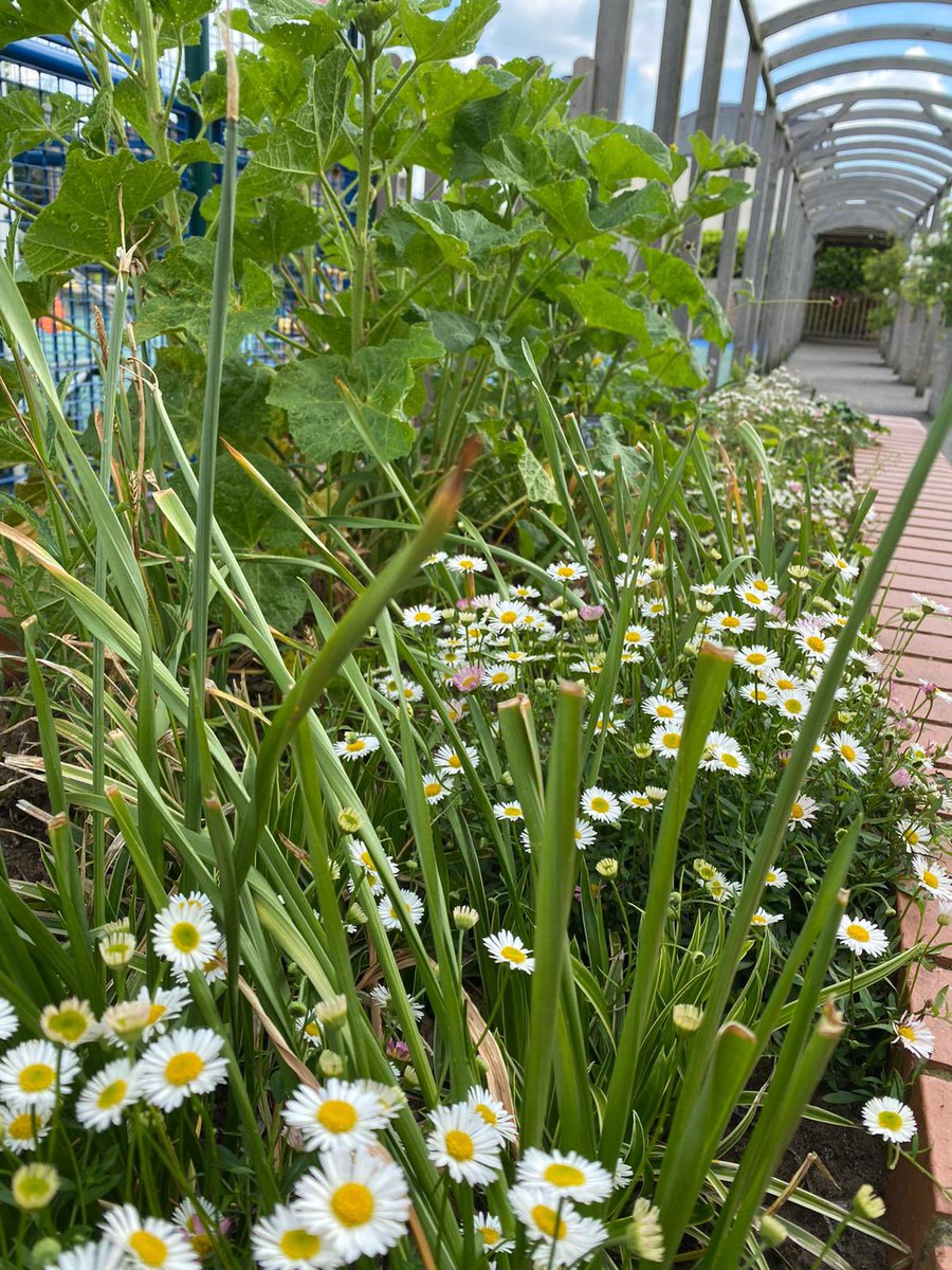 SandAlls2's tweet photo. We may be an urban school but our Green Team makes sure we are an oasis of beauty. Our @sandhurstps playground is a burst of colour right now thanks to these amazing volunteers. It’s so important for our pupils to have the natural world around them. And the bees love it too! https://t.co/rH9WFIFBuM