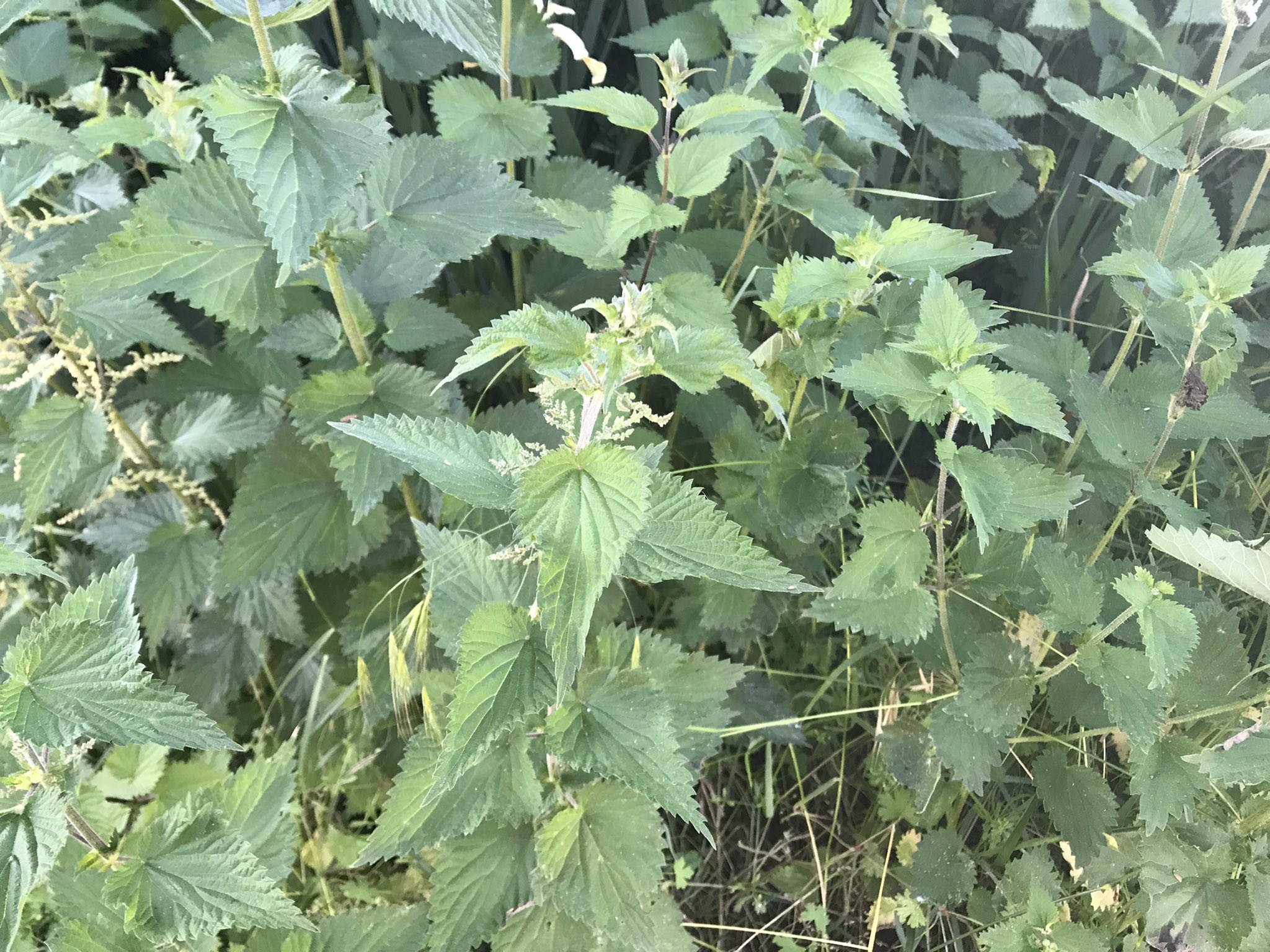 南法田園 Nature Lamaisondecampagne 荨麻的好處太多 用作肥料编辑荨麻允许通过将切碎的荨麻在水或 液体肥料中浸渍几天 避光来制造荨麻肥料 它用作杀菌剂 抗霉菌 杀虫剂 抗蚜虫和螨虫 和植物生长的活化剂或调节剂