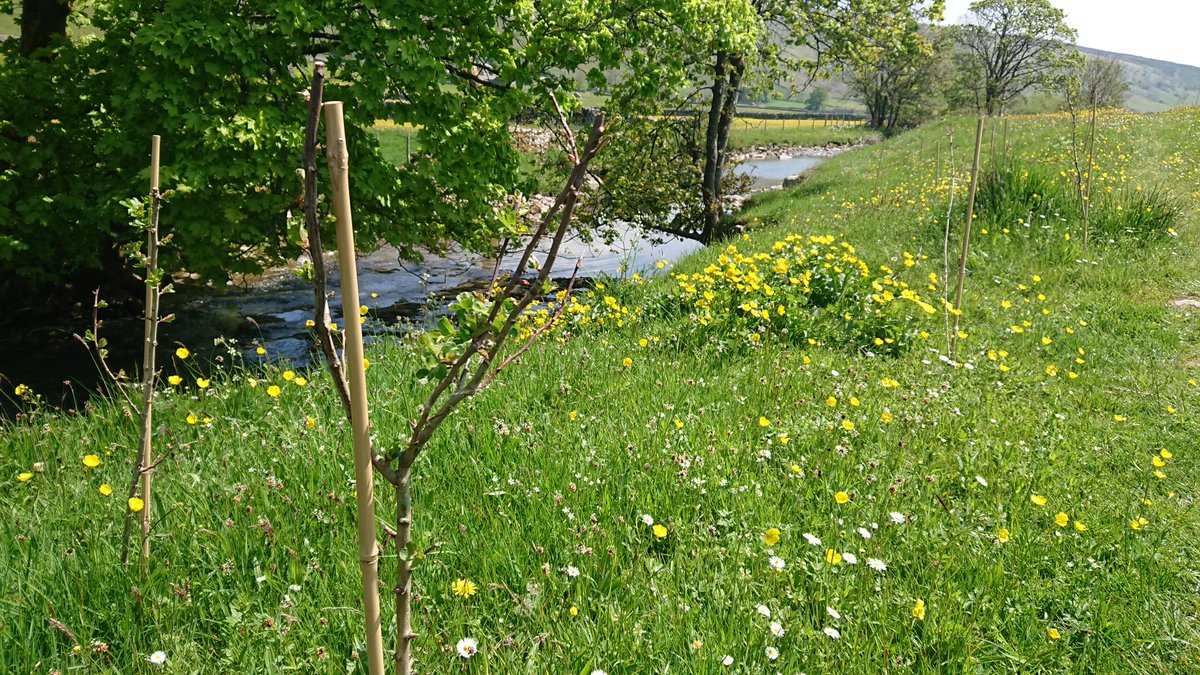 Jonathan Grey (@profjgrey) on Twitter photo Teamed up with Duncan Philpott. He's studying #MSc #GIS <a href="/sheffielduni/">The University of Sheffield</a> using #dronephotography to assess river restoration. Let him loose above #Skirfare riparian tree planting. Impact of fencing ample buffer plain to see.
Baseline data ahead of gravel addition experiment. Teamed up with Duncan Philpott. He's studying #MSc #GIS <a href="/sheffielduni/">The University of Sheffield</a> using #dronephotography to assess river restoration. Let him loose above #Skirfare riparian tree planting. Impact of fencing ample buffer plain to see.
Baseline data ahead of gravel addition experiment.