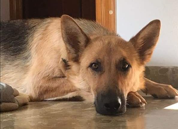 BeatrizAndrino's tweet image. Os presento a #chica🐾 busca #ADOPCIÓN          🆘URGENTE🆘para ella, tiene 3 años es un pelin tímida pero es muy cariñosa y buena en la casa se porta muy bien. Esta en #Málaga puede viajar, atiendo whatssap al 654600573🐾📢📢📢🙏
facebook.com/groups/1095556…