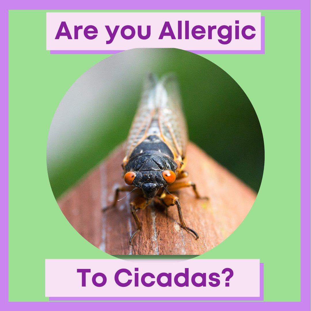 SafelyDelicious's tweet image. Great reminder! The @fda recently stated if you're allergic to SHELLFISH, you're also allergic to CICADAS. Eating insects might be getting more popular, however, we need to take a pass on this trend!
#safelydelicious
#foodallergy
#shellfishallergy
#entomophagy
#foodallergylife