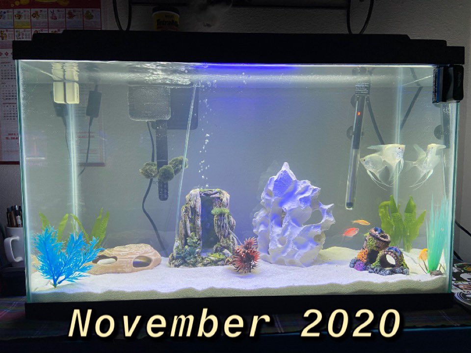 PLNFBlog's tweet photo. Talk about a Glowup. 🥵🥵

FULL TANK UPDATE ON FACEBOOK AND INSTA! https://t.co/Hp8bbi8fLu