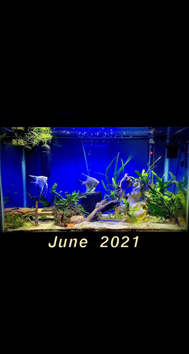 PLNFBlog's tweet photo. Talk about a Glowup. 🥵🥵

FULL TANK UPDATE ON FACEBOOK AND INSTA! https://t.co/Hp8bbi8fLu