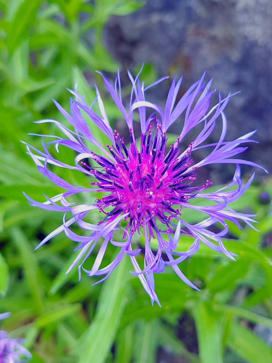 LovelyEarthS's tweet photo. Mountain bluet, also known as bachelor's button or cornflower is a wonderful flower to attract pollinators like bumblebees, honey bees, butterflies, moths, and hummingbirds.
#mountainbluet #bachelorsbutton #cornflower #blueflower #purpleflower #beeflower #pollinatorflower https://t.co/gUAW79p0cU