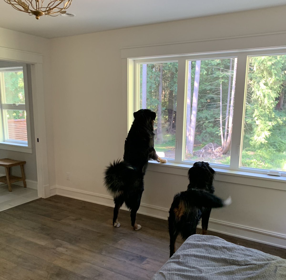 WaveorHurricane's tweet photo. On high squirrel alert!! #bernesemountaindog #squirrelchaser #dogsoftwitter https://t.co/DFwyRZFOiX