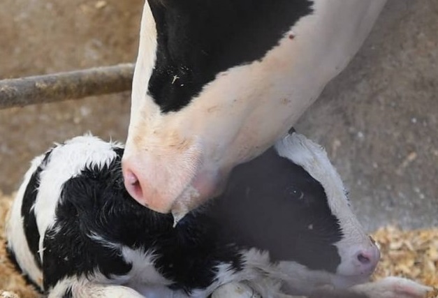 By now you have probably heard of direct-fed microbials (DFMs), but do you know what they do, when and why they are needed and where they can be found? We have you covered. Check out our Journal post! bit.ly/3pBHNKz