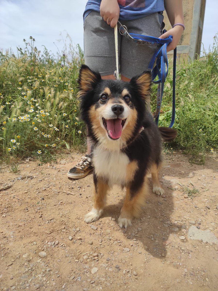 RefugioAnimalea's tweet image. URGENTE , SE ACABA DE ESCAPAR DE SU ACOGIDA EN #VILLAMALEA #ALBACETE ATIENDE A LUCERO , MUY SOCIABLE , AYUDAR A DIFUNDIR