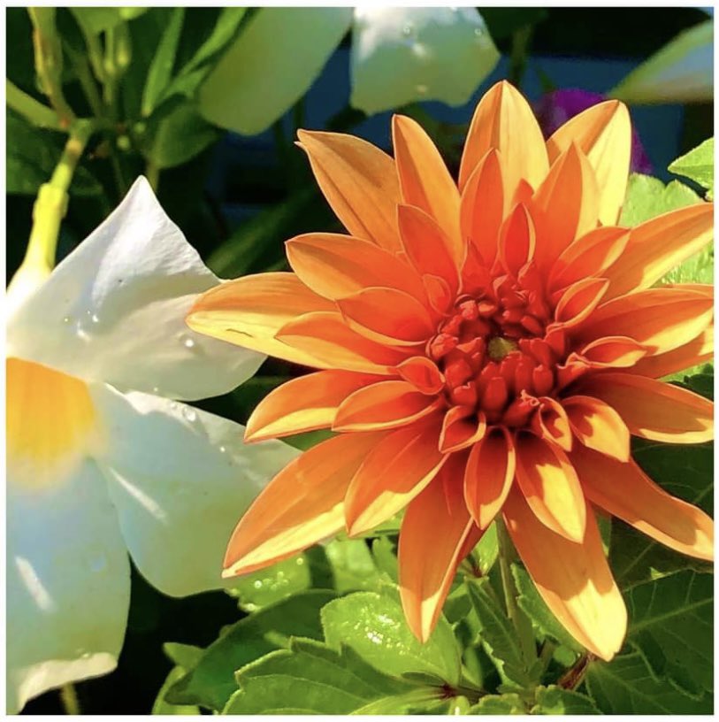 ExploringESL's tweet image. It’s Monday! It’s a good week to have a GREAT week!🌸☺️🌼
