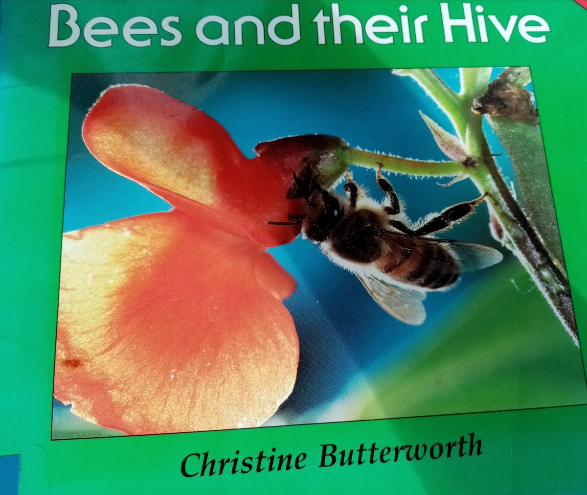 NMLPerkster's tweet photo. Learning more about bee's #30DaysWild https://t.co/oV4Hcvuhke