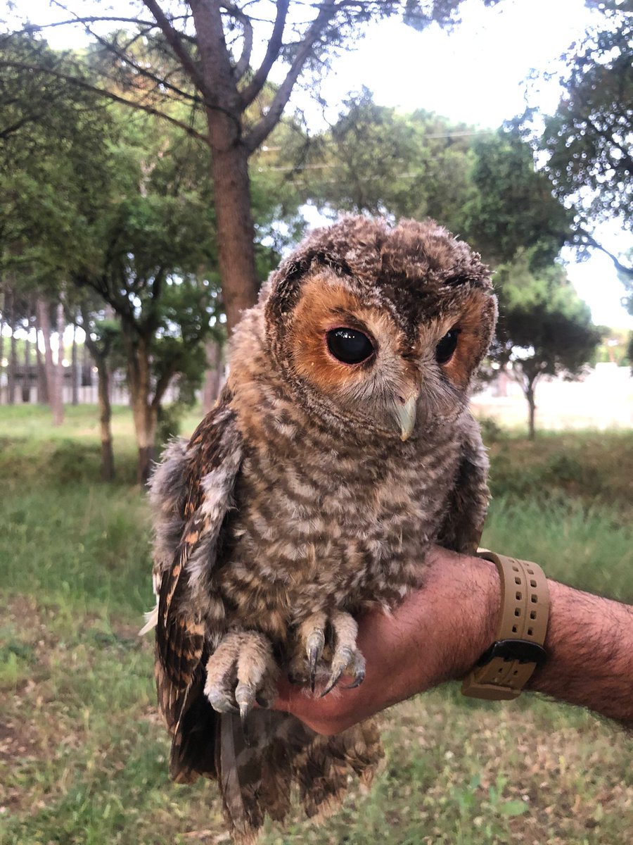 El gamarús mostra dos tipus de plomatge. En diuen "morfologies". A casa nostre els més comuns són els de color gris. Trobar-ne de rogencs és molt interessant.
