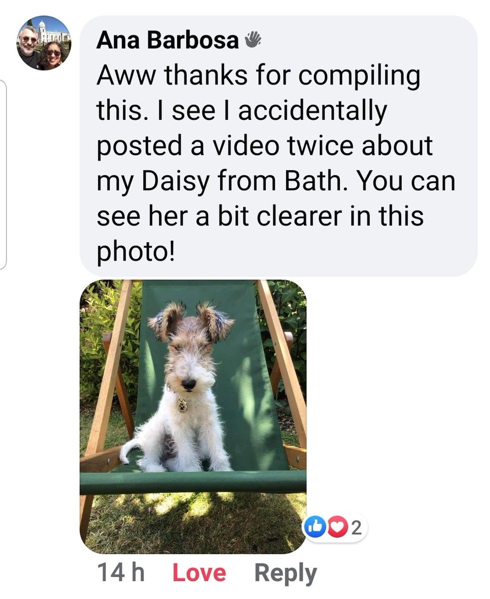 craigslist wire fox terrier
