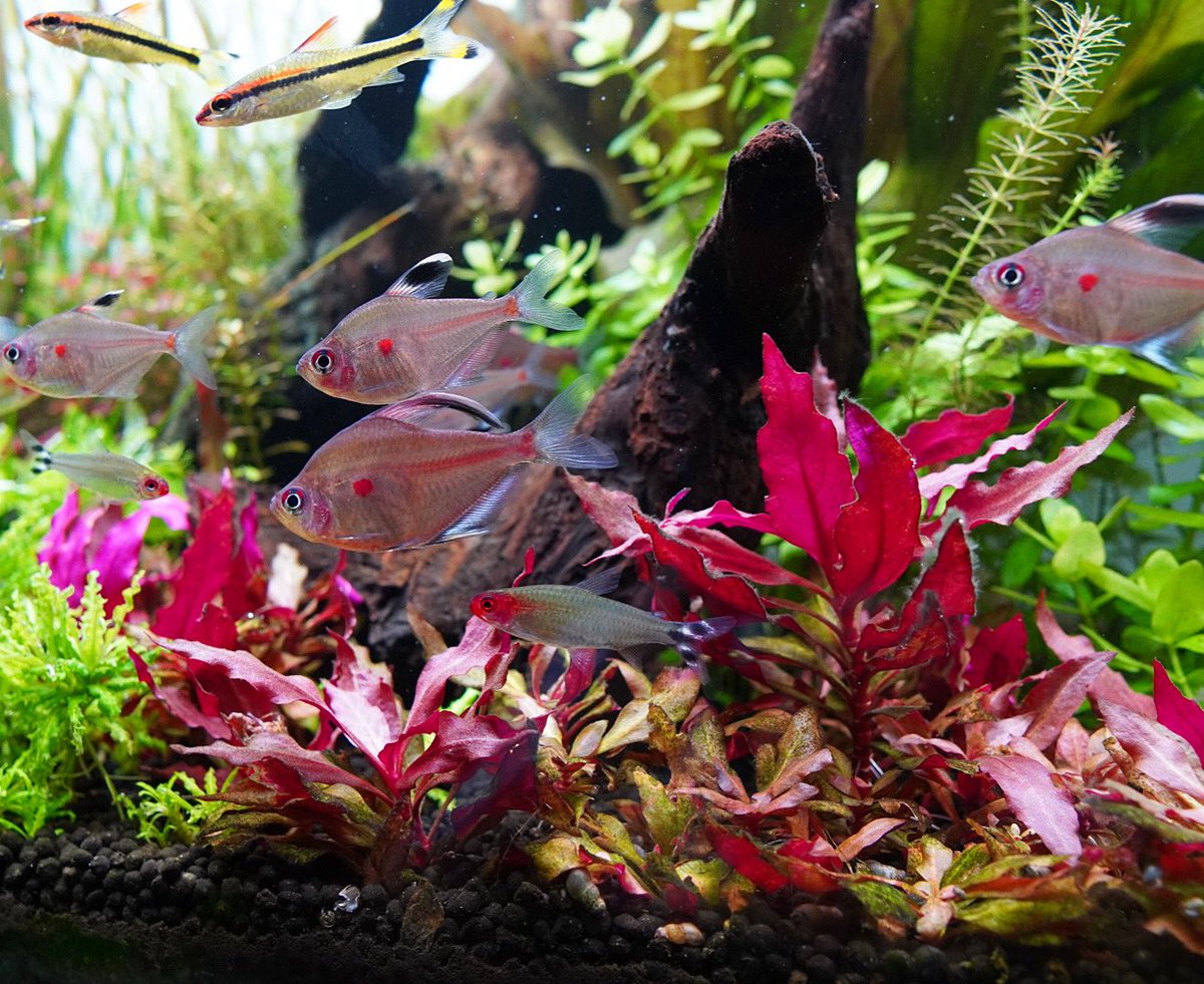 AquariumFan's tweet photo. Red themed fishes... Can you name them?

#plantedtank #aquascape #aquarium #aquarium_fan #aquariumsoftwitter #fishkeeping #fishtank #aquariums #tropicalfish #betta #tetra #plantedaquarium https://t.co/UOS5CICSHK