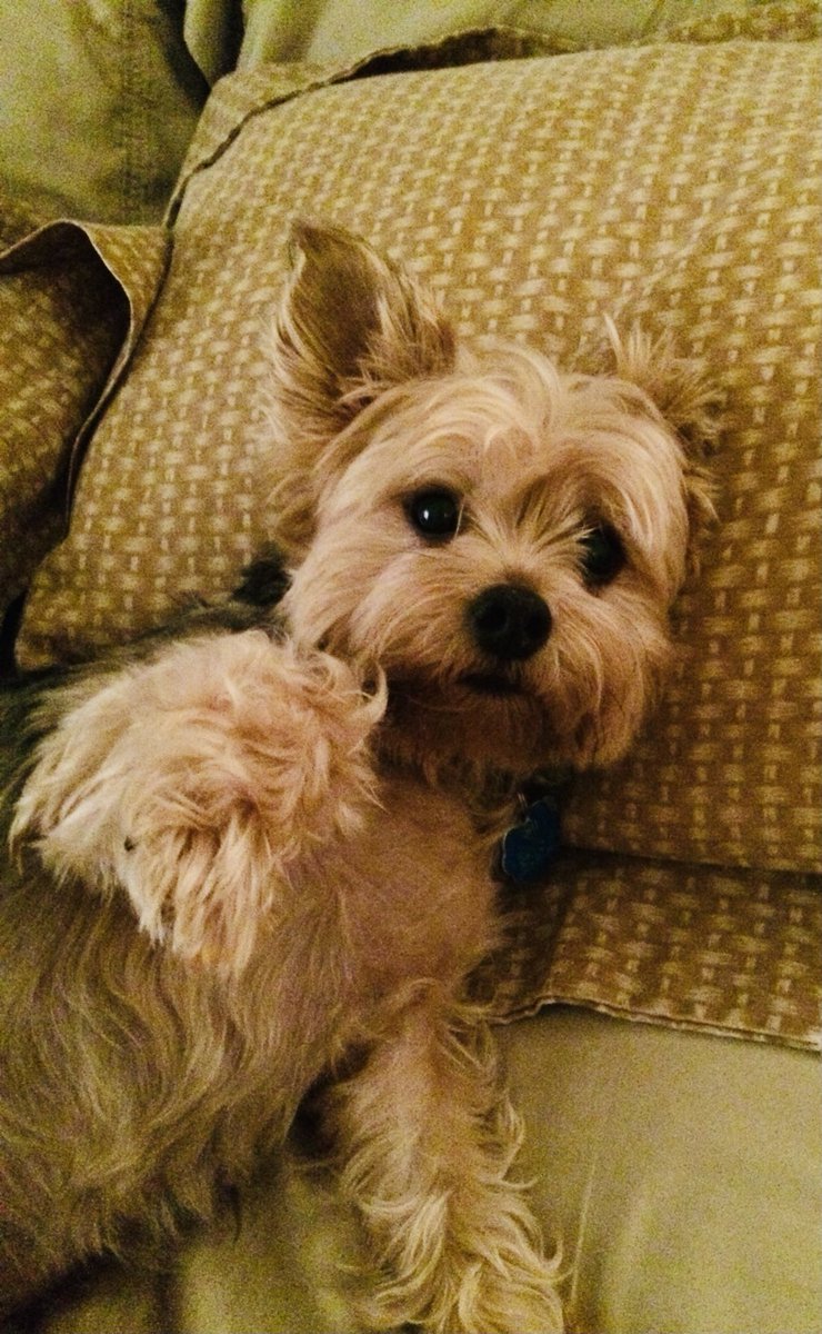 Grunge_Girl7's tweet photo. My Parents had to put down their sweet baby. #RIPBeau 💔 https://t.co/OPtvpfeTVw
