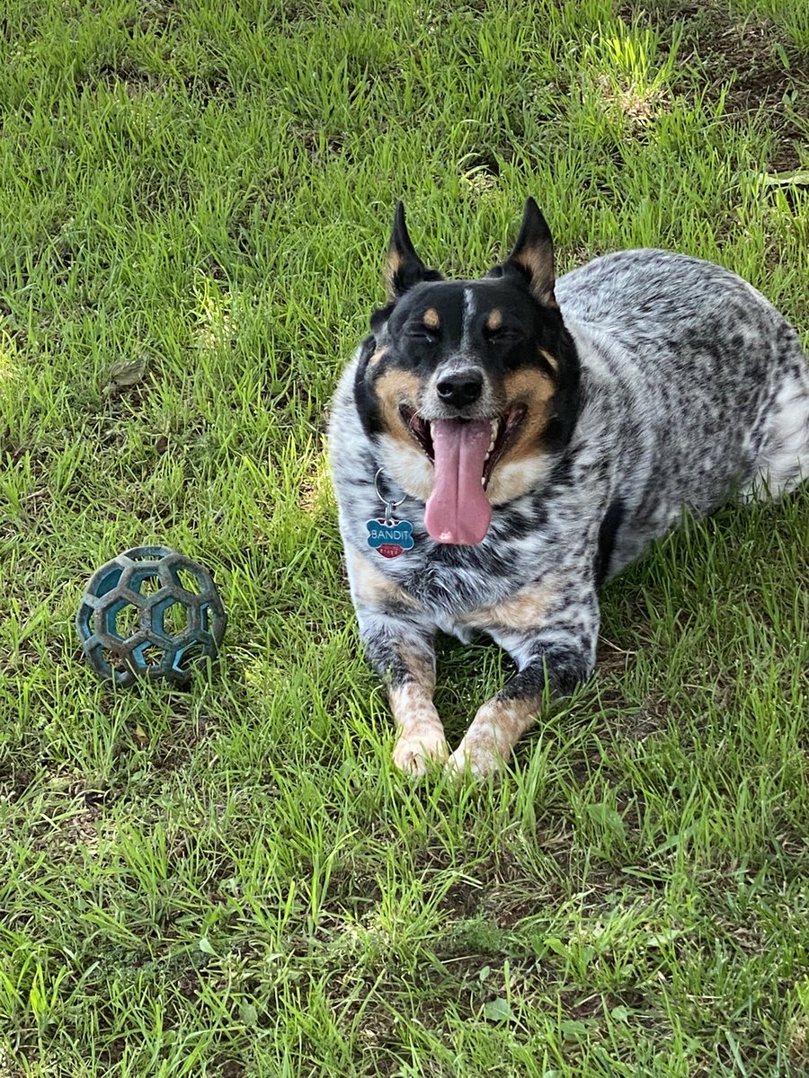 cathys714's tweet photo. @perrydnnll Playing fetch with his favorite ball… https://t.co/baIy30uagG