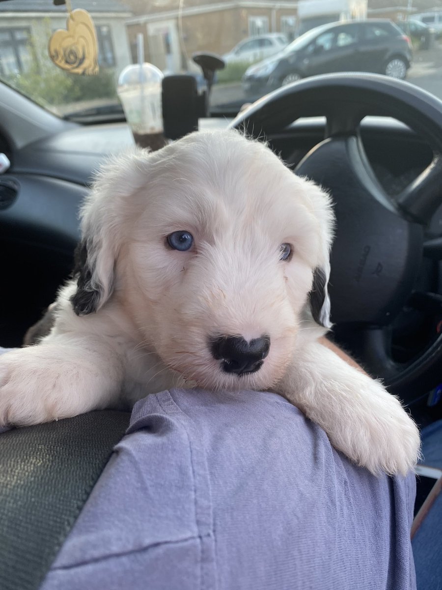Zhenface's tweet photo. Met the sweetest blue eyed baby today 🥺 https://t.co/xaFCjWRfQh