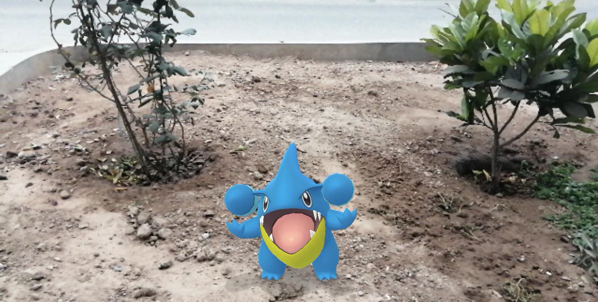 PoGoPeru's tweet photo. Concurso #ArmandoTaps de #PoGoPeru - Foto clasificada (1 de 3) El pequeño dragón de tierra muy animado en su elemento, disfrutando ser el protagonista (finalmente!) de un Community Day! Vota para que gane @TremocPoke dando like a su foto! https://t.co/GDsqAcXkah