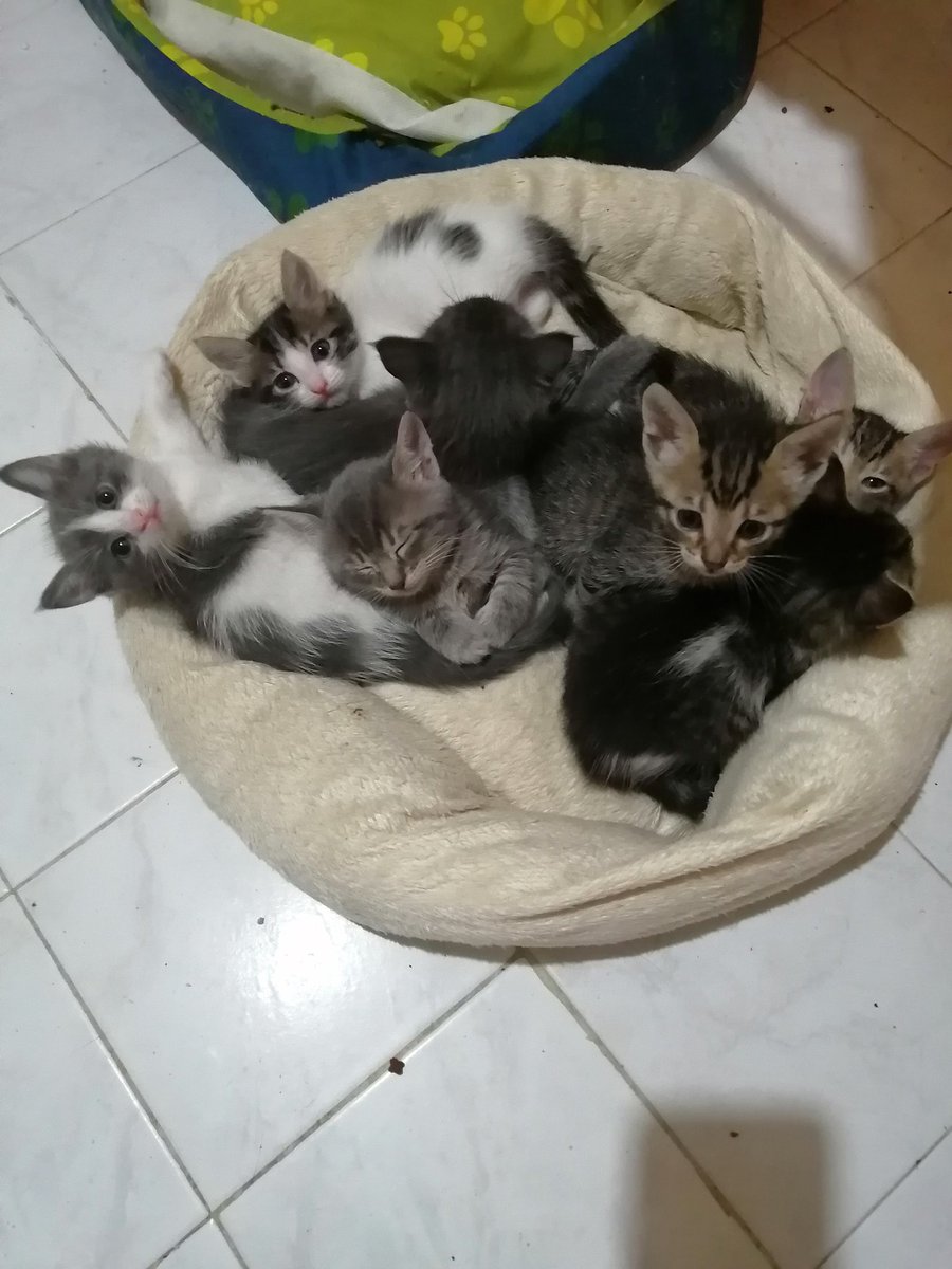 Cansubulutc's tweet photo. ACİL YUVA ARANIYOR.
İSTANBUL -  Üsküdar.
40 günlükler, evde doğdular. 9 yavrumuz var. Hep birlikte, bu bebeklere kalbini, evini, hayatını açacak birkaç güzel insan bulalım mı?
#kedisahiplendirme https://t.co/xvb4p0RuQe