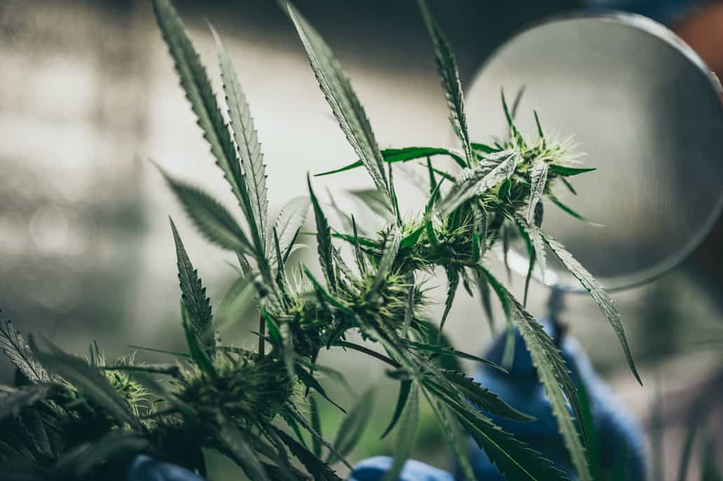 #cannabiscommunity #marijuana #cannabis 3 Ways to Profit From the Marijuana Boom Without Buying Pot Stocks 
                                        Mark Twain famously said, "During the gold rush, it's a good time to be in the pick and shovel business." He mmpconnect.com/?p=85014&utm_s…