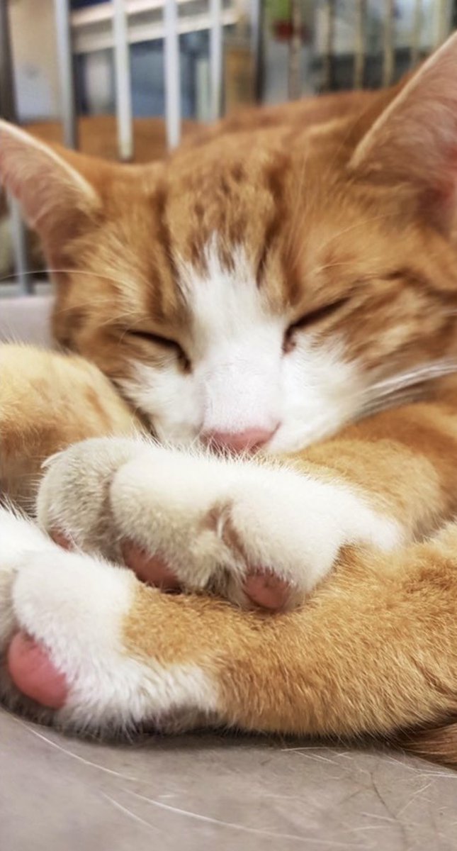 TheStourbridge's tweet photo. Night night sweet dreamies 

Don't let the noise of others' opinions drown out your own inner voice

There is no need to suffer silently and there is no shame in seeking help.

Please do ask for help even if it’s in your tiniest voice 

#CatsOfTwitter #cats @samaritans https://t.co/QbyHXCh5iP
