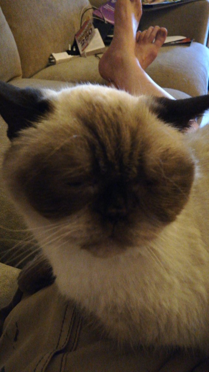 dalg's tweet photo. It's only a matter of time till my legs go numb, but does Mia care?
Of course not.
#itsallaboutthecat #CatsOfTwitter #contentedkitty https://t.co/TNohhxo0ut