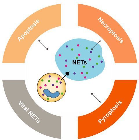 FEBSJournal's tweet photo. State-of-the-Art Review

NET formation – mechanisms and how they relate to other cell death pathways 

✏️By Gabriel Sollberger and co-authors @GabSollberger @dundeeuni 

🔗https://t.co/RQdvG9rwvR

#celldeath https://t.co/koI9LAcwQu