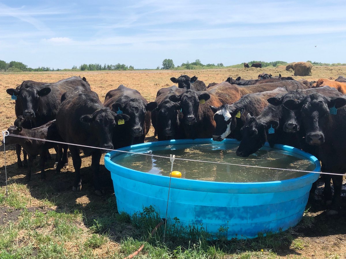 Are you a livestock producer looking to construct a new well to supply your pastures? The Water Branch has info on current dugout/well conditions and expectations. Email groundwater@gov.mb.ca with the legal land location of the planned well to learn more. bit.ly/3coVEyw