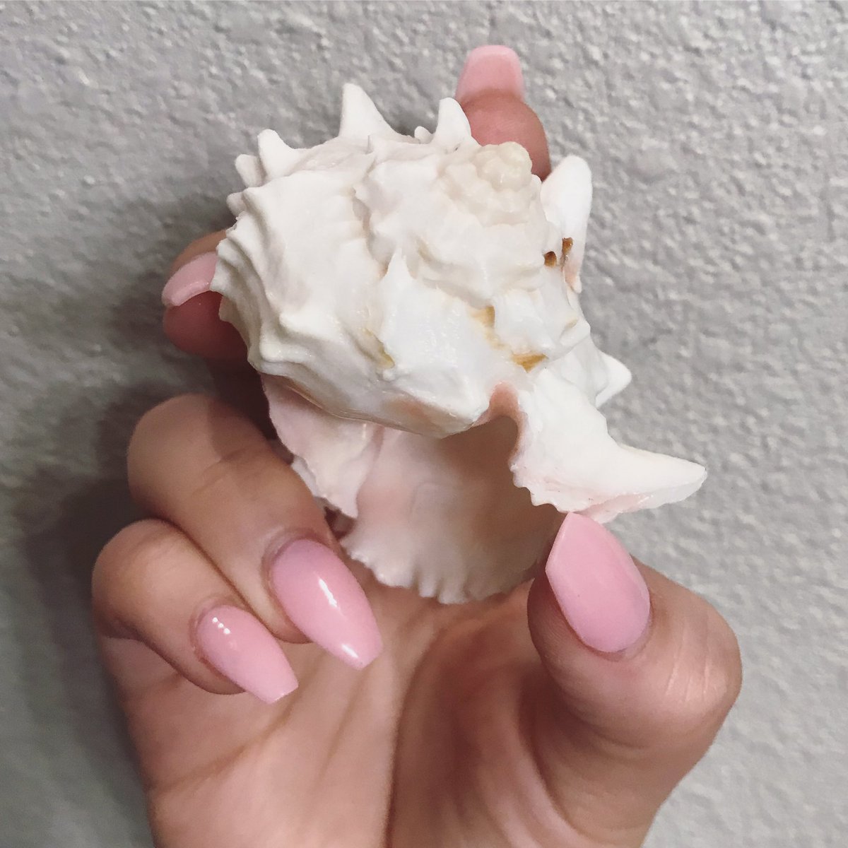 TrishaMellon's tweet photo. Anyone have a question for ✨THE MAGIC CONCH?✨
#allhailthemagicconch https://t.co/VV2nKL1kv2