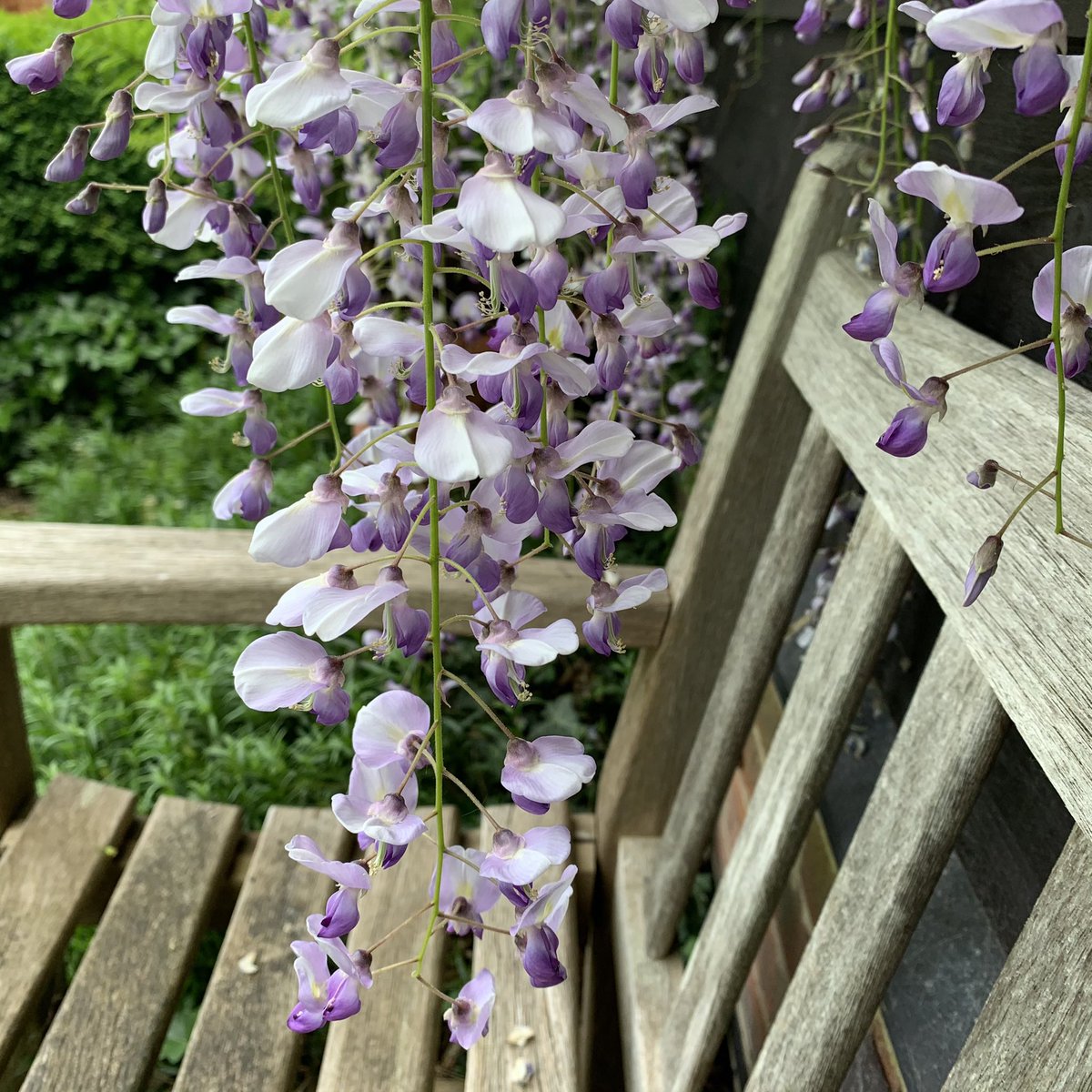 My seat of choice for my gardening coffee break this morning #GardensHour. #wisteriahysteria 💜🌿🤍