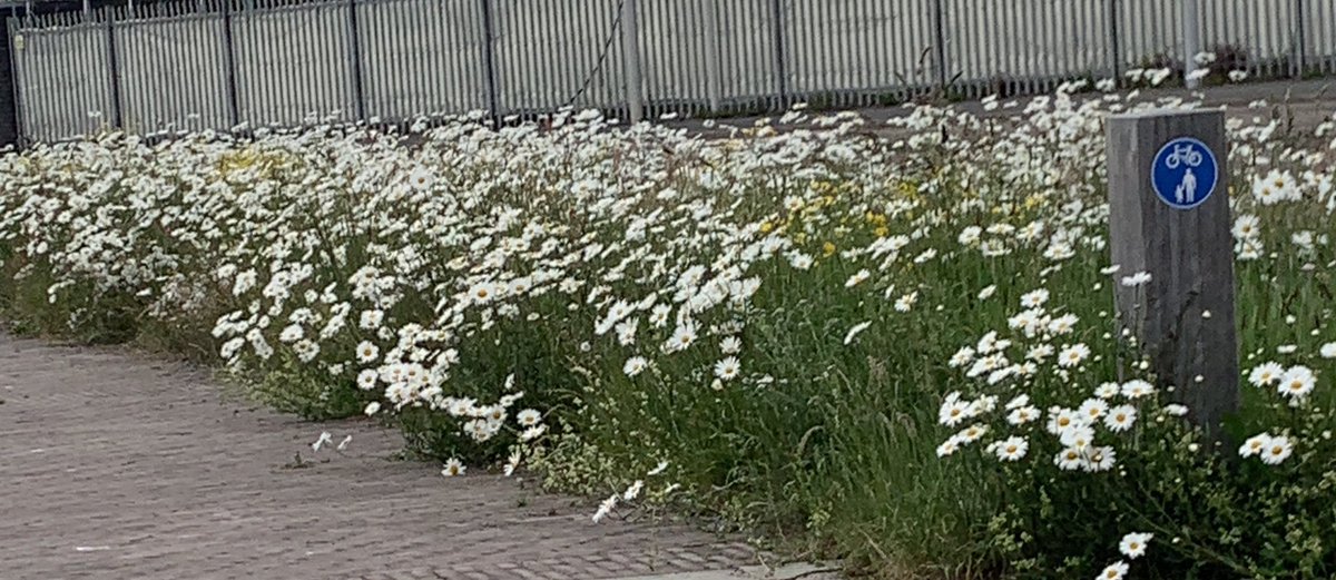 Absolutely loving the wildflowers as a segregation tool on the active travel path on Dock Road in Wallasey 🌸♿️🚲💚